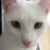 kaduchek