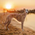 Tigra.dog