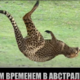 ������ ������������ Pelmenq4