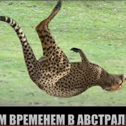 Pelmenq4