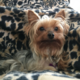 ������ ������������ Pugacheva99