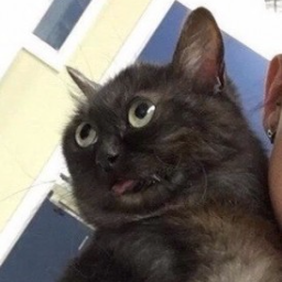 JeyWitch