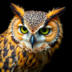 GreenEyedOwl3
