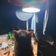 ������ ������������ Zvert
