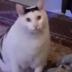 SaraMasht
