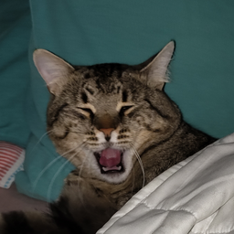 mophiem