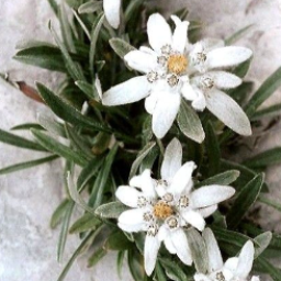 AlpineEdelweiss