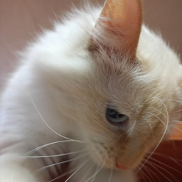 Pikabu profile picture for @SWAMI