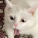 ������ ������������ b0r0da0nline