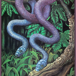 Amphisbena