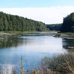 PlumeriaAlba
