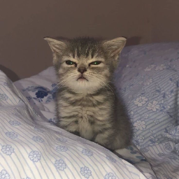 Meeeooow
