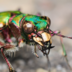 Cicindela.Soluta
