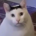 angryMasterKot
