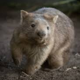CommonWombat
