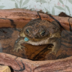 Toad999W3338