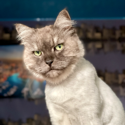 MikaTheCat