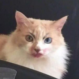 Sobesednitca