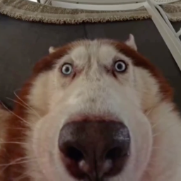 WOOF.WOOF