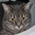 tino81