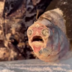 KingCorn