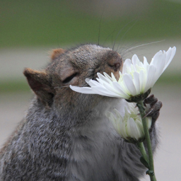 SquirrelOrNot
