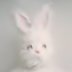 Bunnymun