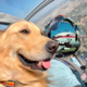   AnnoyingAirDog