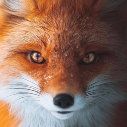 21184