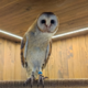 ������ ������������ Pretty.owl0505