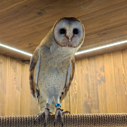Pretty.owl0505