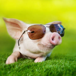 Sunny.pig