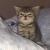 AngrySleepingCat