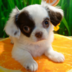 ChihuaLongHaired