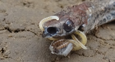 Èëëþñòðàöèÿ ê êîììåíòàðèþ