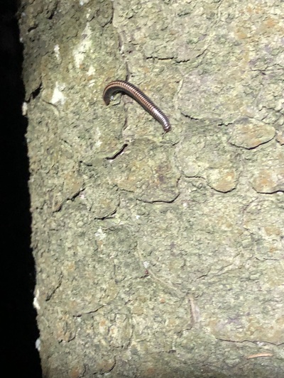 Èëëþñòðàöèÿ ê êîììåíòàðèþ