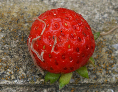 Èëëþñòðàöèÿ ê êîììåíòàðèþ