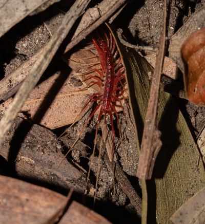 Èëëþñòðàöèÿ ê êîììåíòàðèþ