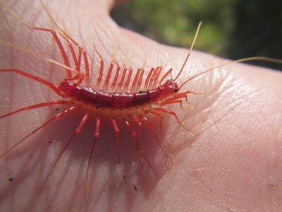 Èëëþñòðàöèÿ ê êîììåíòàðèþ