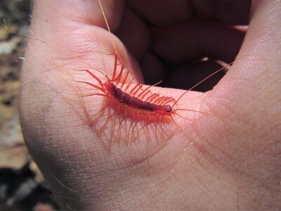 Èëëþñòðàöèÿ ê êîììåíòàðèþ