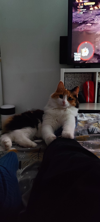 Иллюстрация к комментарию