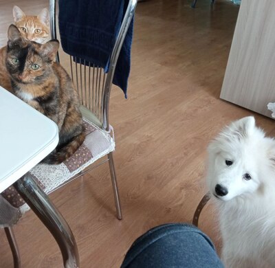 ����������� � �����������