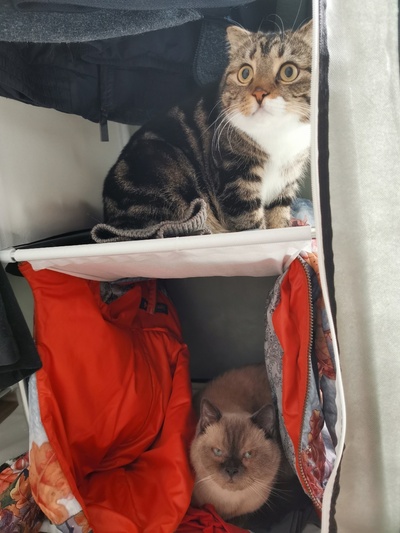 ����������� � �����������