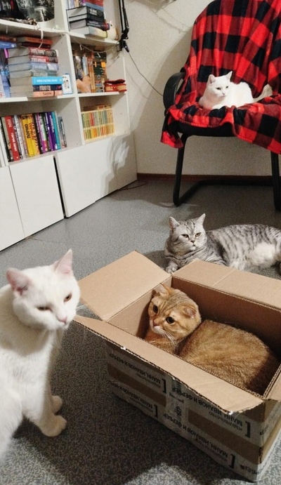 ����������� � �����������