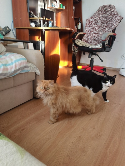 ����������� � �����������