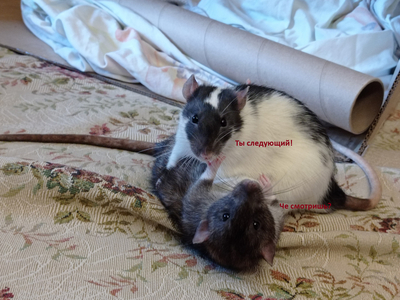 ����������� � �����������