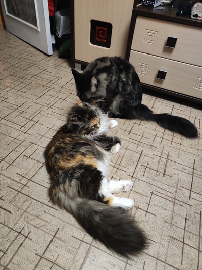 Иллюстрация к комментарию