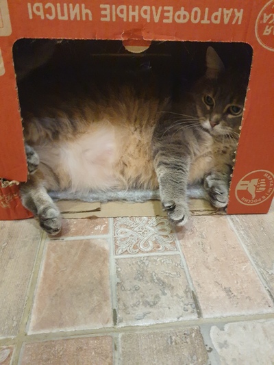 Иллюстрация к комментарию