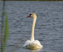 ������ ���