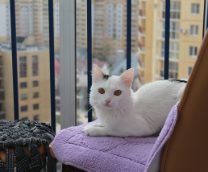 ��� ������